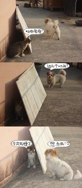 两只猫的搞笑图片 两只猫的搞笑图片