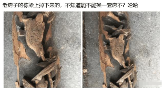 “从老房子的栋梁上掉下来的,应该能换一套海景房吧?”哈哈哈 “从老房子的栋梁上掉下来的,应该能换一套海景房吧?”哈哈哈