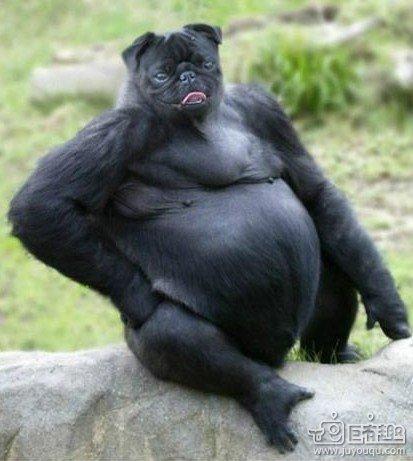别以为只有猩猩可以酱紫 狗狗也可以 别以为只有猩猩可以酱紫 狗狗也可以