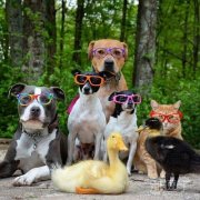 动物界最有文化的 动物界最有文化的