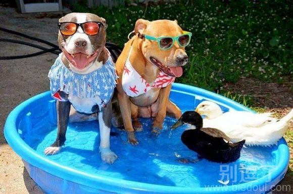 夫妻双双把水玩儿 夫妻双双把水玩儿