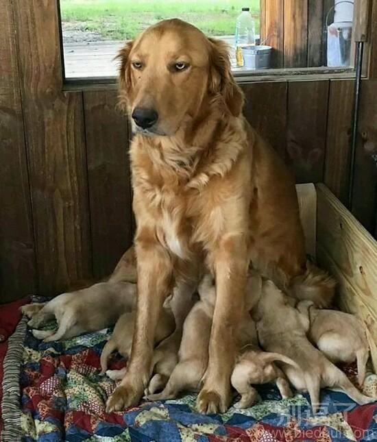 一个狗妈妈的心事。