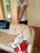 躺在沙发上的猫咪。 躺在沙发上的猫咪。