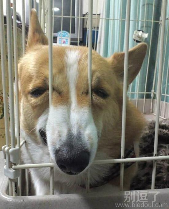 在笼子里的汪星人。。 在笼子里的汪星人。。