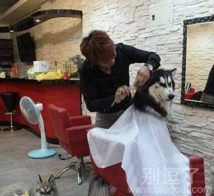 给狗狗理发的人。 给狗狗理发的人。
