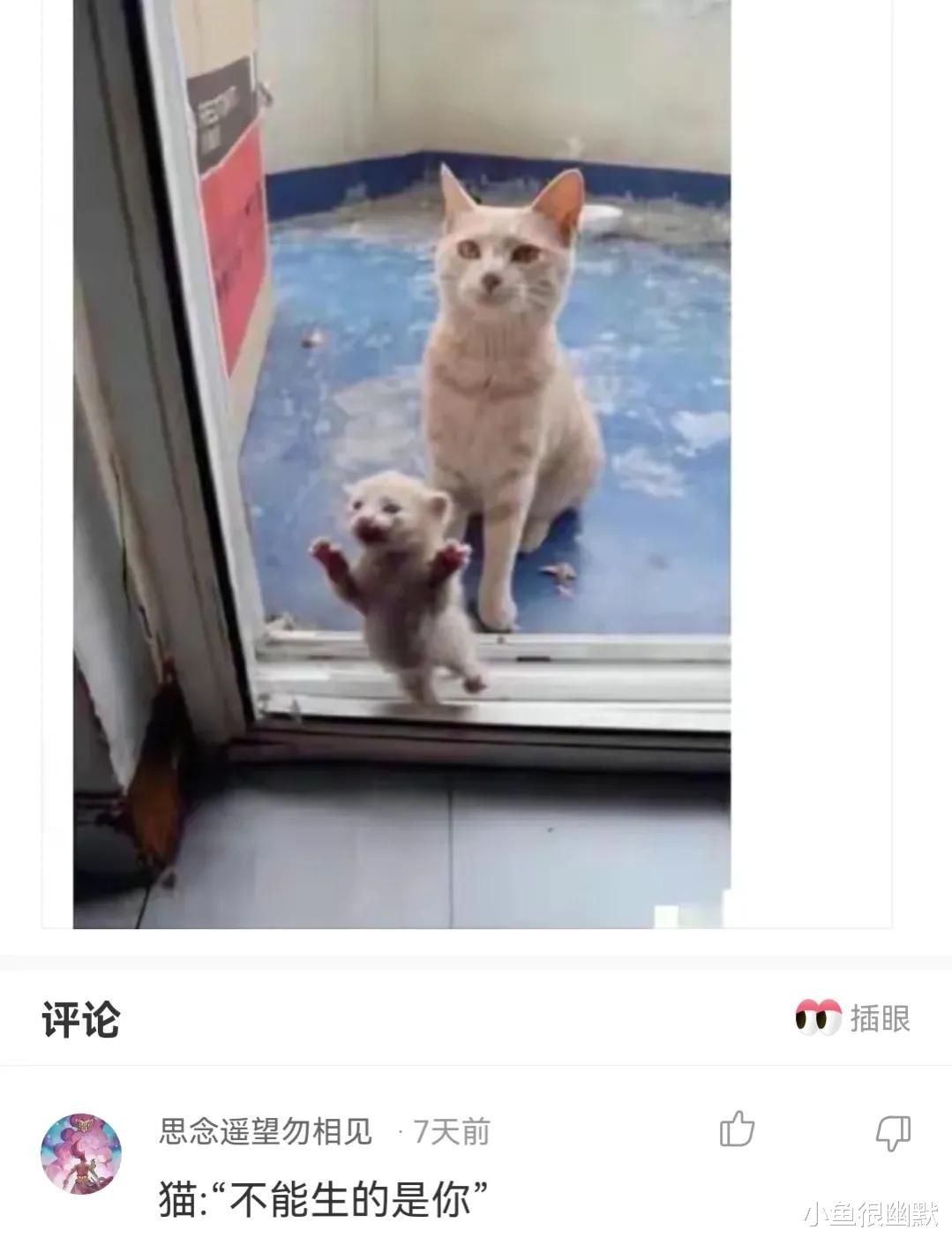 “下面两个妹子同时追你?你会选择哪一个?”神评搞笑了 “下面两个妹子同时追你?你会选择哪一个?”神评搞笑了