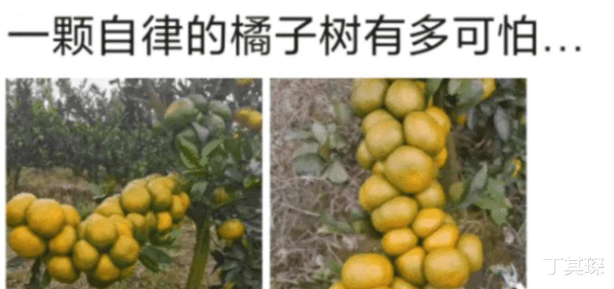 一颗自律的橘子,把主人高兴坏了,长的也太多了! 一颗自律的橘子,把主人高兴坏了,长的也太多了!
