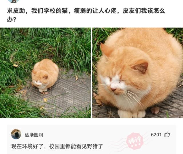 这是我小姑父，12天没下高速了，网友：自首吧，一直跑也不是办法