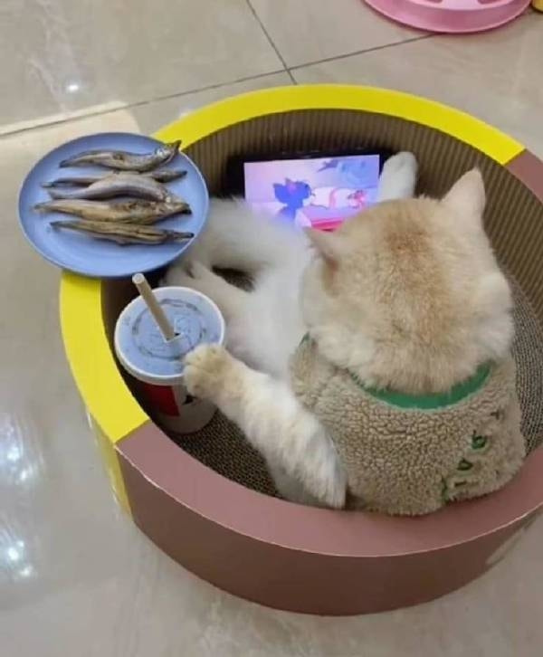 轻松一刻:年轻人越来越会玩了,听说过"鸡关枪"吗? 轻松一刻:年轻人越来越会玩了,听说过"鸡关枪"吗?