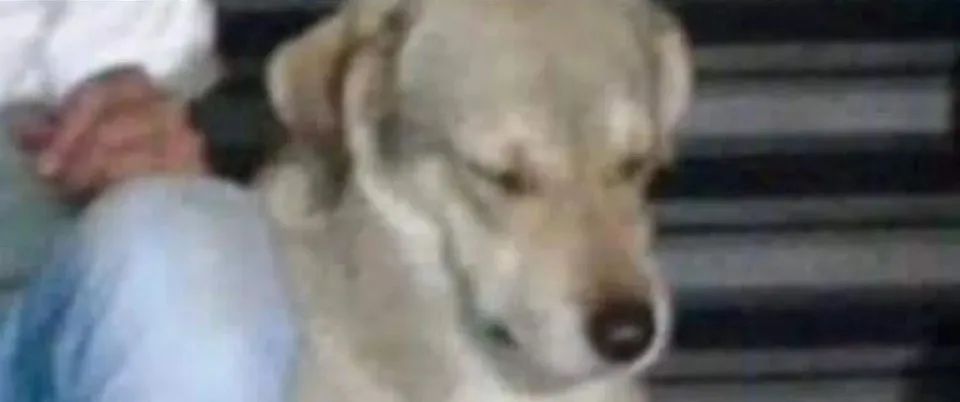千万不要做犯罪份子家的狗,实在太惨了哈哈哈哈哈哈哈! 千万不要做犯罪份子家的狗,实在太惨了哈哈哈哈哈哈哈!