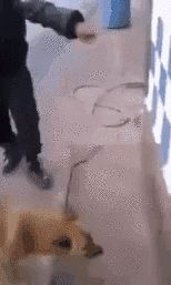 千万不要做犯罪份子家的狗,实在太惨了哈哈哈哈哈哈哈! 千万不要做犯罪份子家的狗,实在太惨了哈哈哈哈哈哈哈!