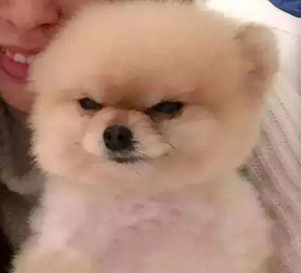 千万不要做犯罪份子家的狗,实在太惨了哈哈哈哈哈哈哈! 千万不要做犯罪份子家的狗,实在太惨了哈哈哈哈哈哈哈!