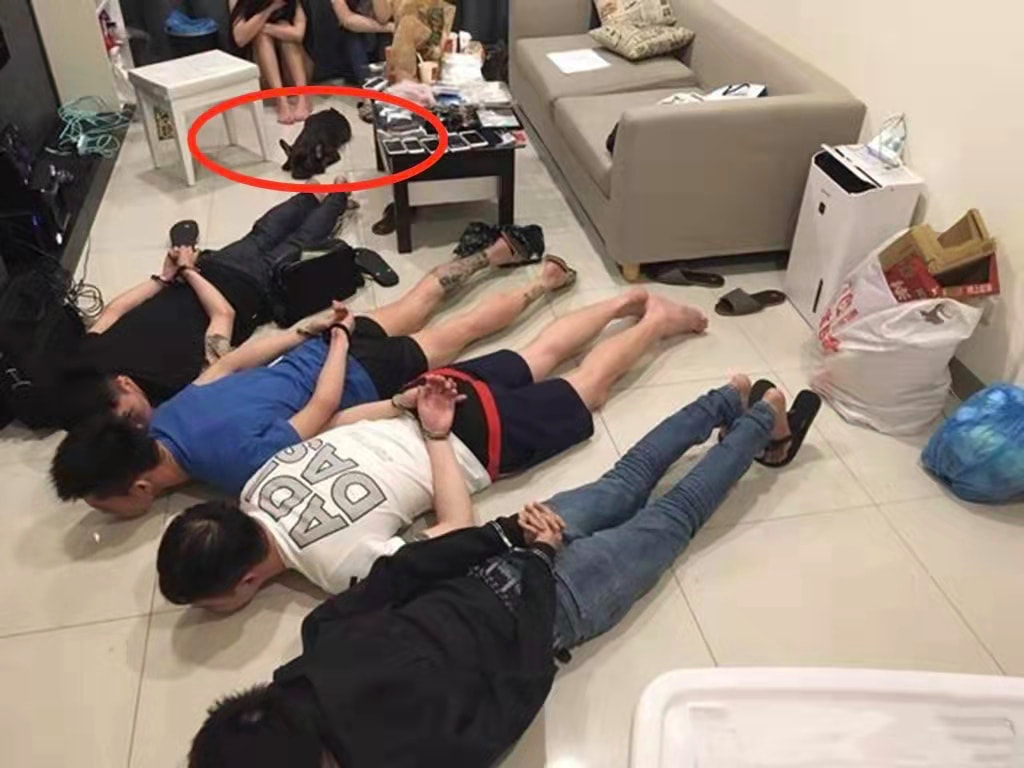 千万不要做犯罪份子家的狗,实在太惨了哈哈哈哈哈哈哈! 千万不要做犯罪份子家的狗,实在太惨了哈哈哈哈哈哈哈!