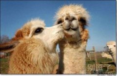 在秀恩爱的骆驼。。 在秀恩爱的骆驼。。