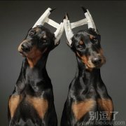 动物灵魂出窍？双胞胎呀