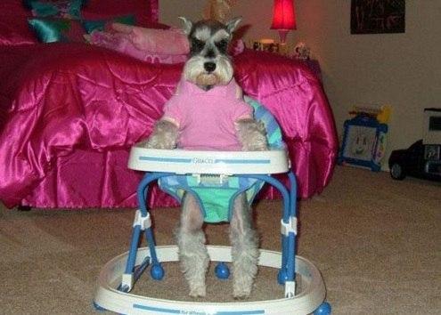 人模狗样的 人模狗样的