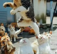 下面那只猫内心奔溃吧