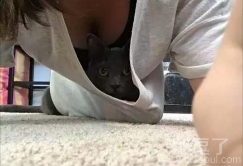 盯着猫咪看了好久好久