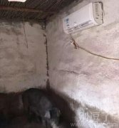 现在猪都比人高级