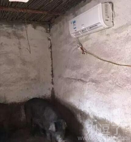 现在猪都比人高级