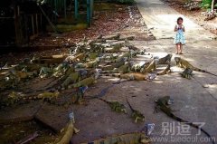 全部是蜥蜴啊怕怕