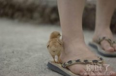 可爱的小鸡，菊花