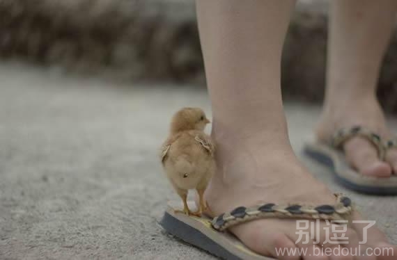 可爱的小鸡，菊花