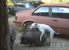 对于狗来说胖是美丽的