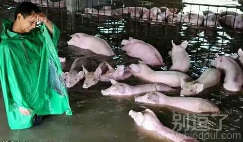 如果猪 也会游泳 如果猪 也会游泳