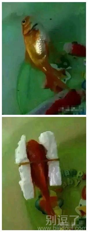 养的金鱼没发游了，只好这样了