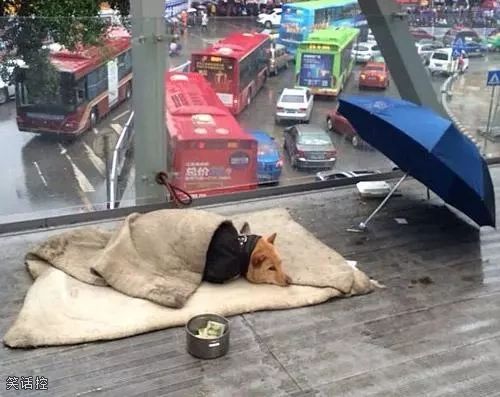 主人今天轮休，狗狗过来顶班