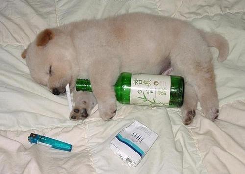 又喝又抽的 又喝又抽的