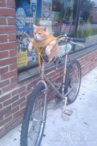 猫咪驾驶员，准备出发