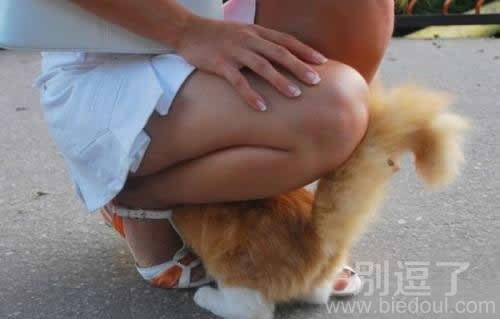 喵星人在下面干什么呢