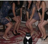 那么多地球人还不如本喵上镜！