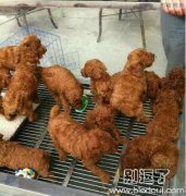 看第一眼时还以为是炸鸡块