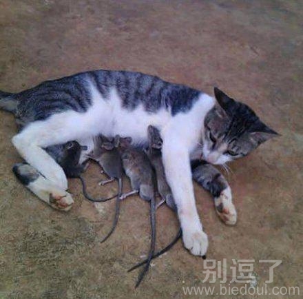 猫和老鼠什么时候成为一家的? 猫和老鼠什么时候成为一家的?