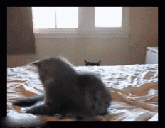 搞笑gif 奔跑吧喵星人！