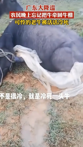 轻松一刻:这里是缅甸北部,你噶腰子的地方 轻松一刻:这里是缅甸北部,你噶腰子的地方