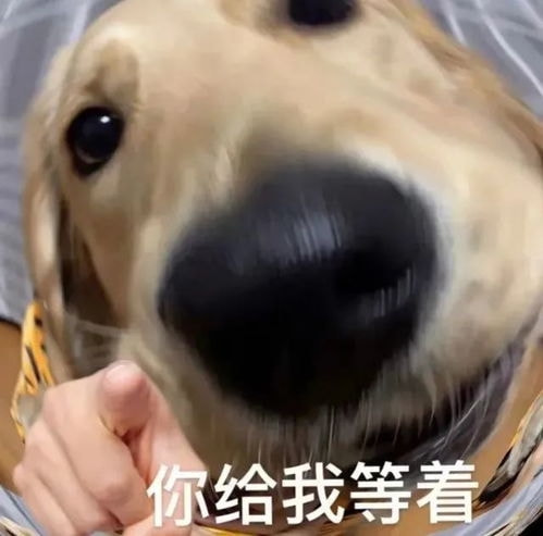轻松一刻:这里是缅甸北部,你噶腰子的地方 轻松一刻:这里是缅甸北部,你噶腰子的地方