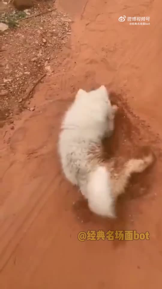 轻松一刻：这里是缅甸北部，你噶腰子的地方