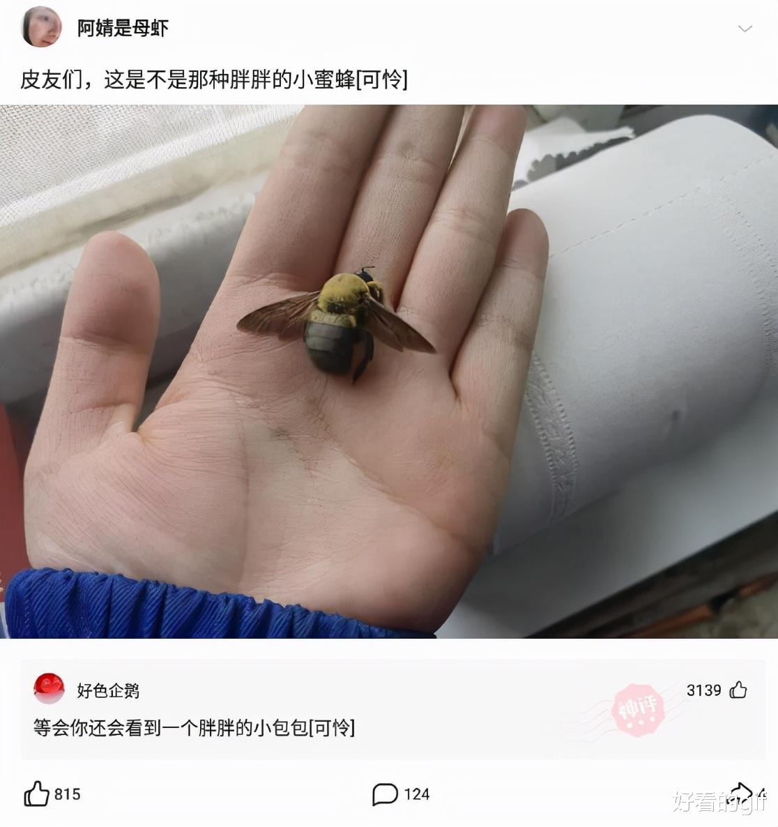 神回复：假如帝师在缅北被人挑了，结果会怎么样？