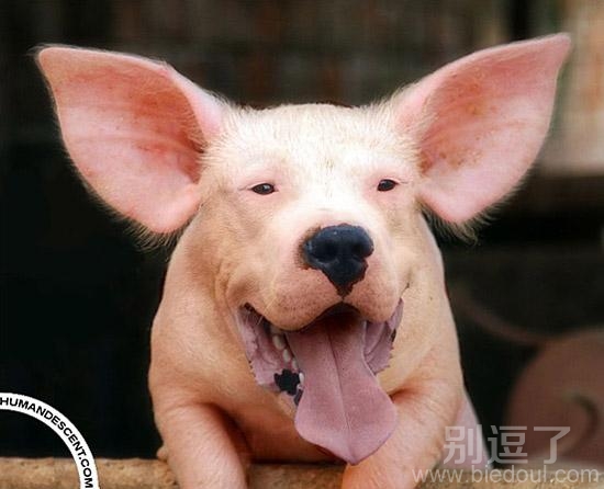 喜笑颜开的猪头。。