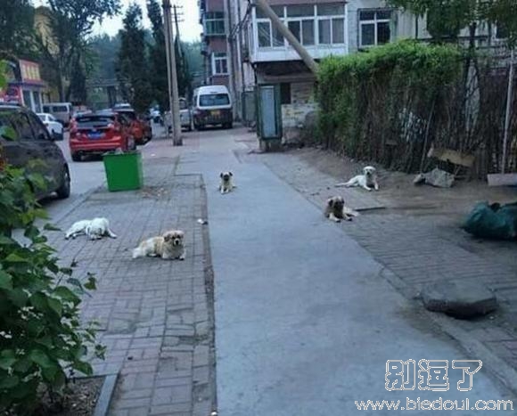这几条单身狗在干嘛 这几条单身狗在干嘛
