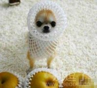 这衣服真是合身啊