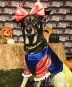 万圣节的白雪公主 万圣节的白雪公主