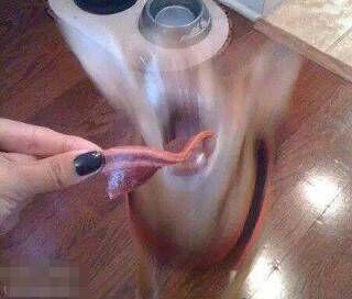 网友拿出肉的一刻 网友拿出肉的一刻