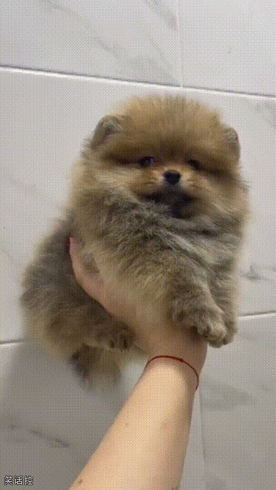 果然瘦显眼睛大 果然瘦显眼睛大