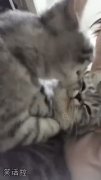 猫咪的强制爱
