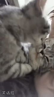 猫咪的强制爱
